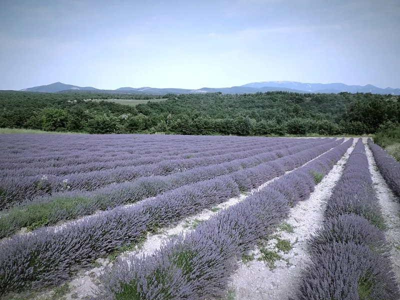 Lavande, olive, rosé : la Provence mise sur la valeur ajoutée locale